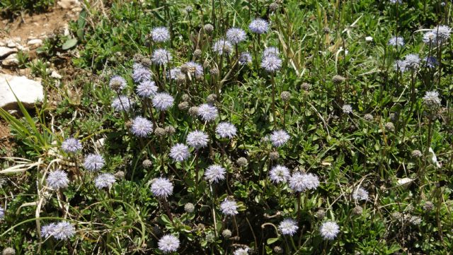 Globularia cfr. meridionalis